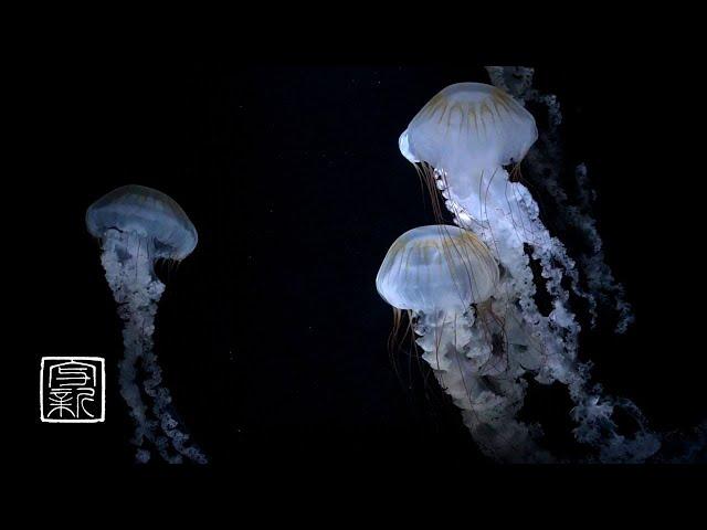 Help yourSleeping, Meditation Music 12HRS with Mysterious fairy Jellyfish. Recommend at bedroom.