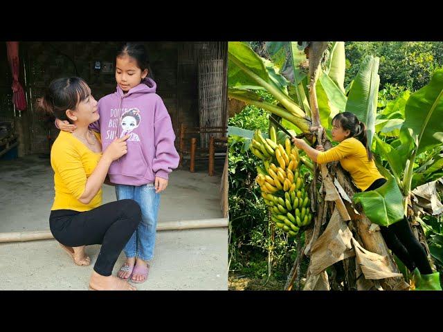 Harvesting Bananas to Sell at the Market - Using Beer Cans to Decorate the Kitchen