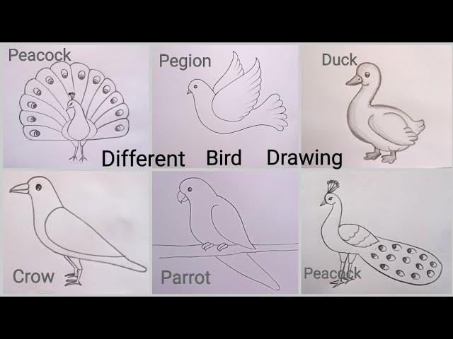 how to draw different bird drawing easy step by step@DrawingTalent