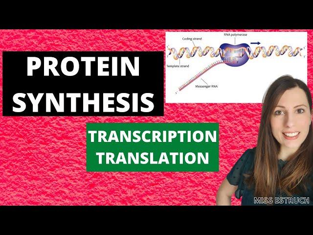 PROTEIN SYNTHESIS: A-level Biology.  Transcription, translation and pre-mRNA modifications