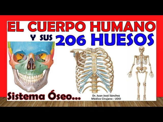  206 BONES of the Human Body in 24 Minutes!!! + Mnemonics!!! Easy and simple