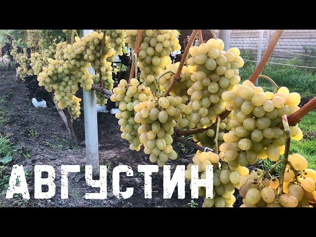 Виноград Августин в Беларуси (13.09.21)