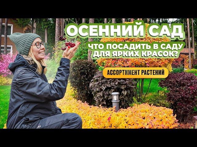 Осенний сад. Что посадить в саду для ярких красок? Ассортимент растений