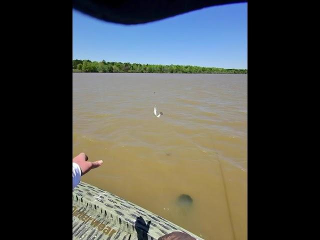 THIS FISH DIDN'T STAND A CHANCE!