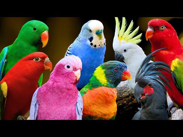 Most Beautiful Parrots in Australia | Colourful Birds | Relaxing Nature Sounds | Australian Wildlife