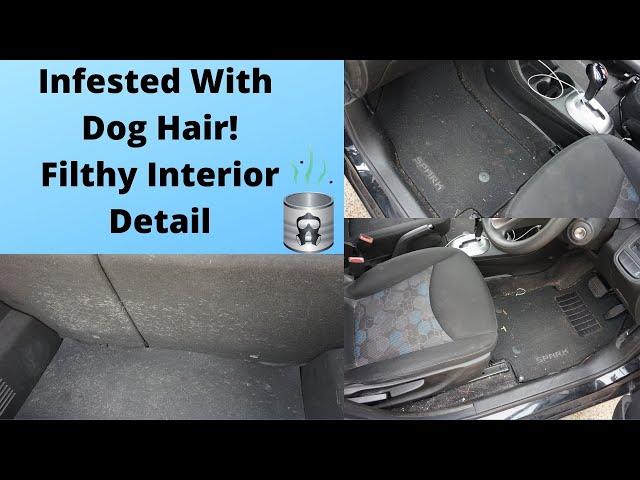 Dog Hair Infested Detail | Disgusting Interior Detailing