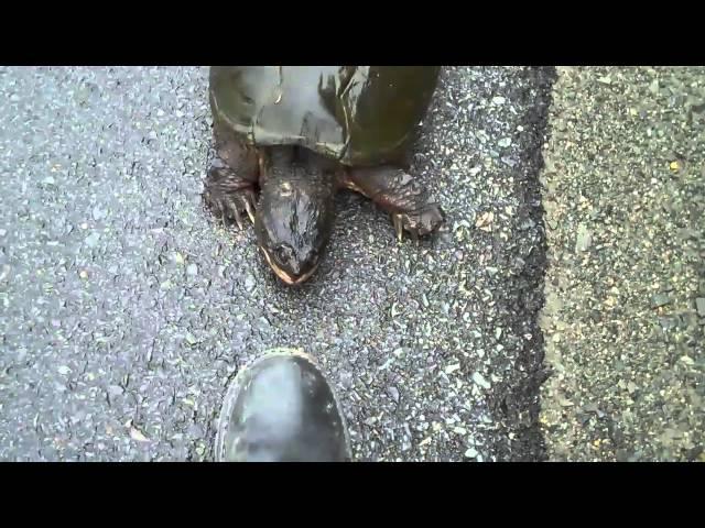 Snapping Turtle Snapping