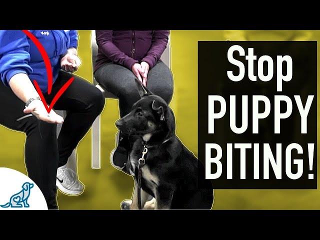 4 SIMPLE Exercises That You Can Do To STOP Puppy Biting