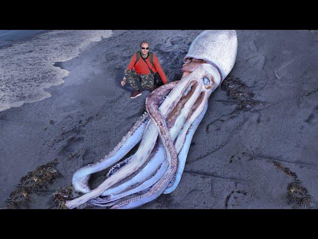 10 Biggest Sea Creatures Ever Found On The Beach!