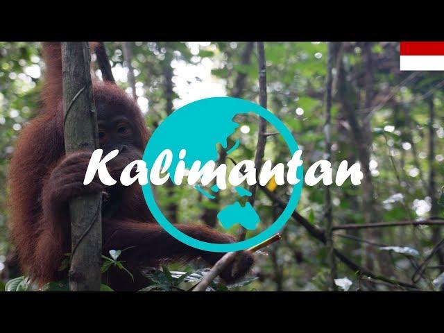 Weltreise Vlog #11: Kalimantan ∙ Mit Gips zu den Orang Utans