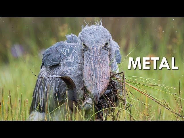 Shoebills are Metal