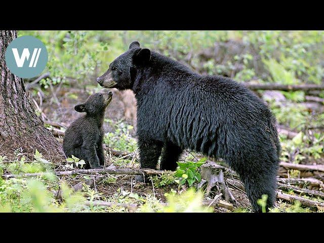 Unser Sommer mit Mutter Bär | Tiere vor der Kamera (1999) | Folge 35/54