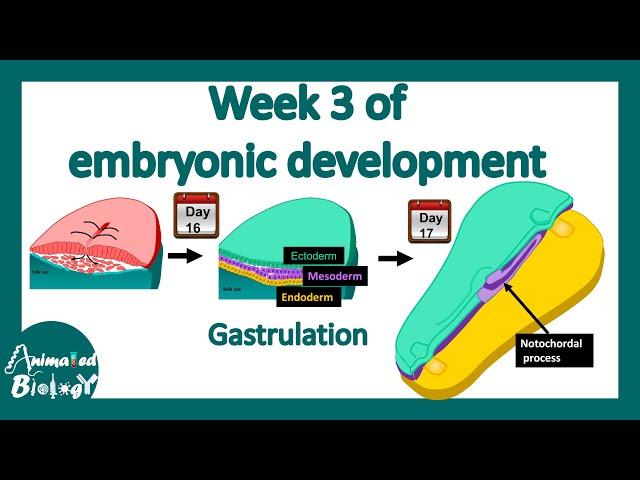 Week 3 of embryonic development | Gastrulation | Neural induction