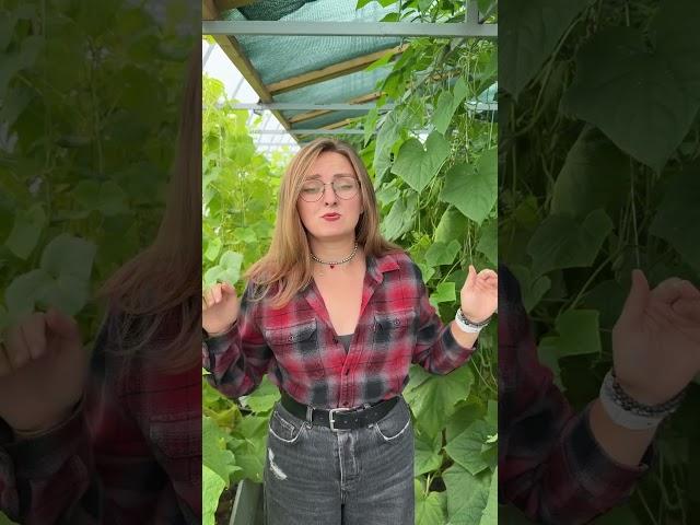 Выращивайте огурцы в тени!