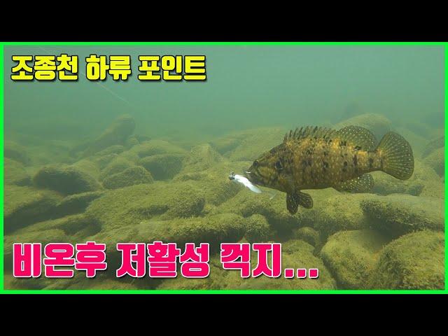 가평 조종천 비오고 바람불고~  꺽지는 어디 숨은건가요? (꺽지낚시.수중영상.underwater fishing)