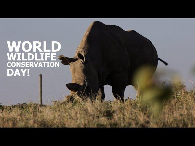 The LAST Northern White Rhinos