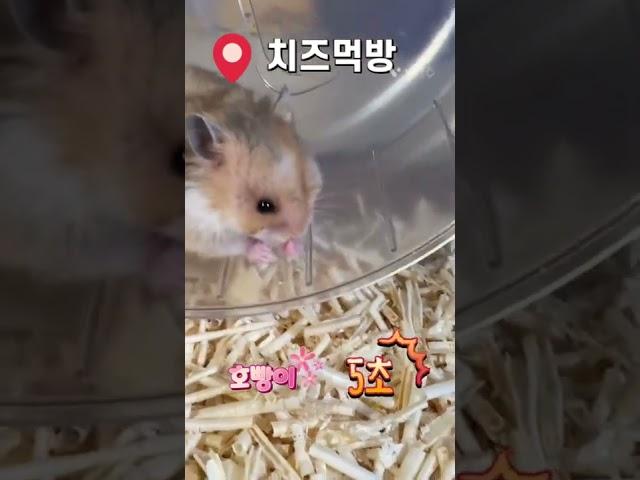 치즈 먹방 골든햄스터 호빵이