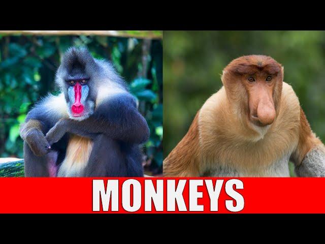 MONKEYS for Kids | Learning Monkey Species for Kindergarten, Preschool, Toddlers