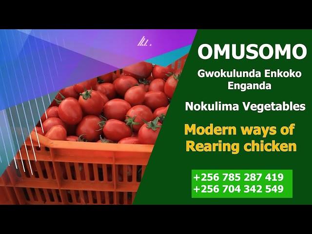 Omusomo gwolukunda enkoko enganda
