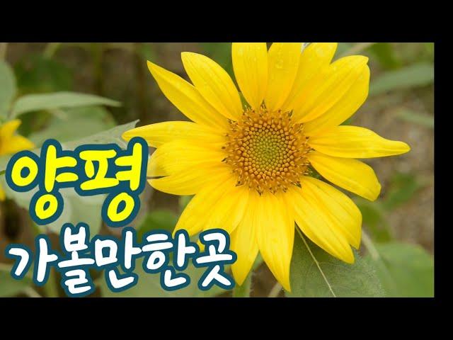 #양평 가볼만한곳 #내추럴가든카페#들꽃수목원#힐링여행 아름다운정원을 보는것만으로힐링이되는곳 꼭가보세요 a good place to visit in Yangpyeong,Korea