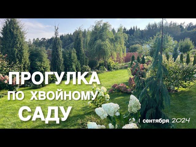 САД БЕЗ ПРИСМОТРА НЕСКОЛЬКО НЕДЕЛЬ! ПРОГУЛКА ПО ХВОЙНОМУ САДУ ! ЧТО ИЗМЕНИЛОСЬ ?