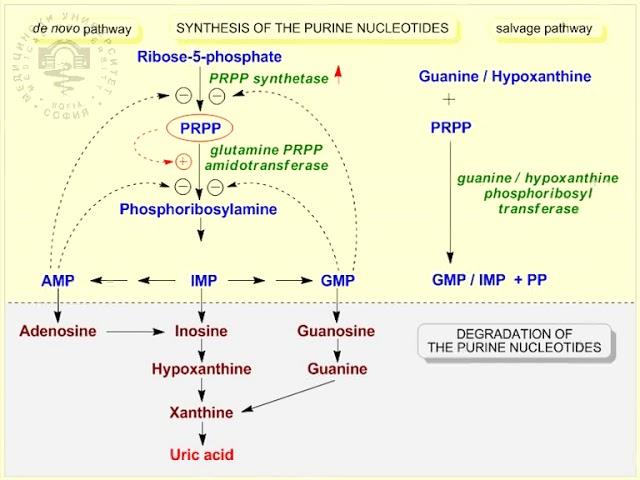 15 Hyperuricemia