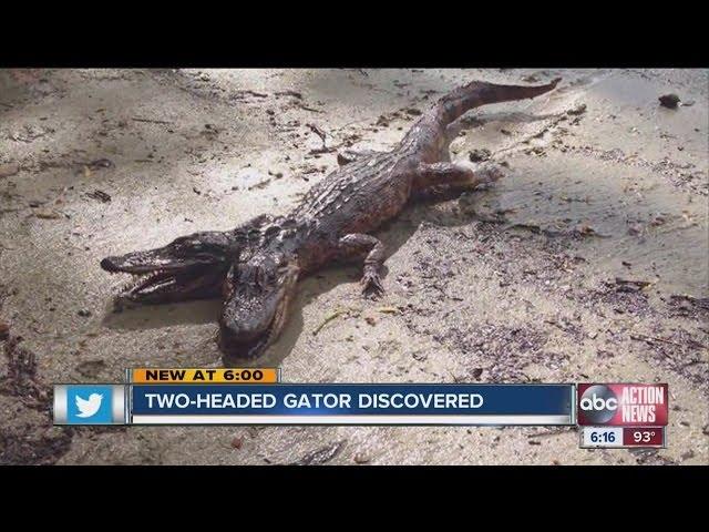 Two-headed Gator "discovered"