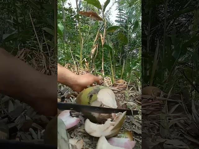 peel young pink coconuts with brutal skills #shorts #amazing #fruit #asmr