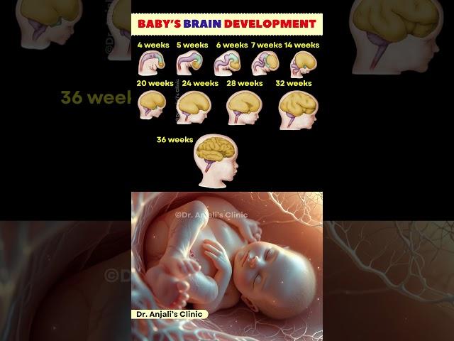 Baby's Brain Development Stages | Brain development  #pregnancy #baby #shortsfeed
