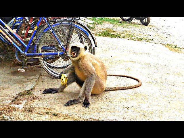 Hungry Langur Monkey | Desi Monkey in West Bengal ,India