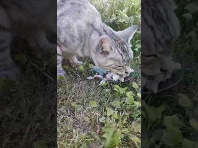 Зверьё Моё)