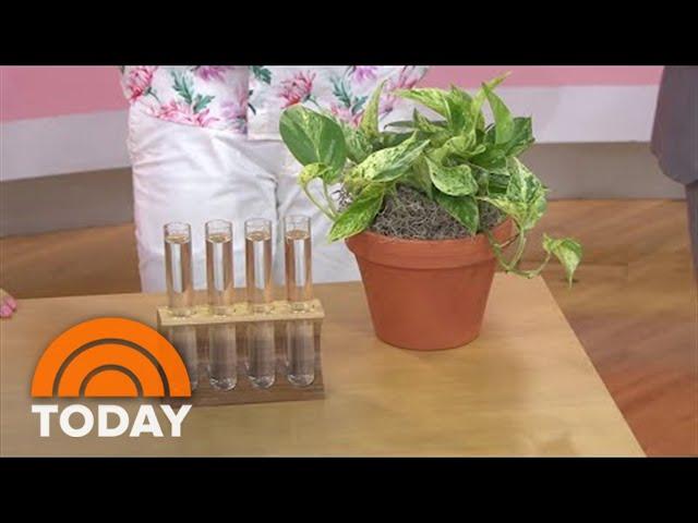 Plant Stylist Shows How To Use House Plants To Boost Your Mood