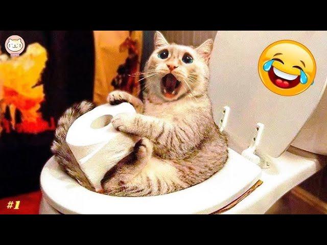 1 hour of funny videos of dogs and cats for animal entertainment 