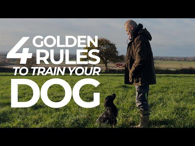 The Four Golden Rules To Train Your Dog | The Dog Therapist