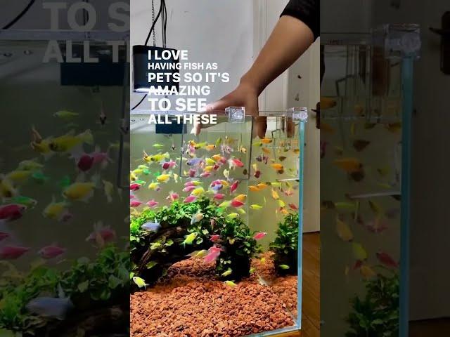 Fish Aquarium Defy Physics With Rainbow of Glofishes - Aquascape Technique