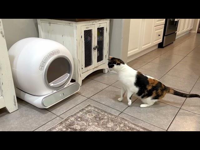 BASTRUMI Self Cleaning Litter Box for Multiple Cats, Safety Protection, Excellent! Full Review