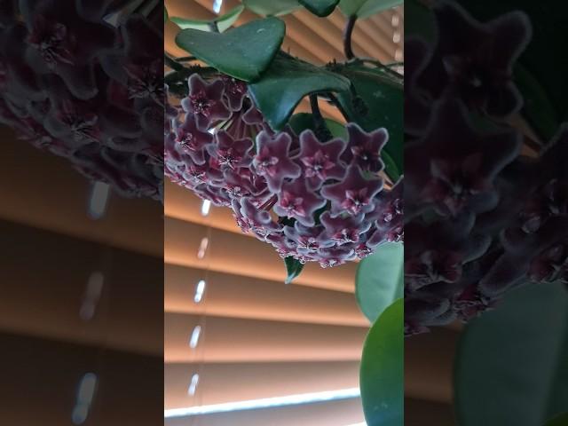 #호야 #이쁜 #호야꽃 #꽃 #활짝