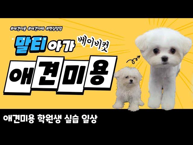 애견미용 귀염뿜뿜 아가 말티즈 베이비컷