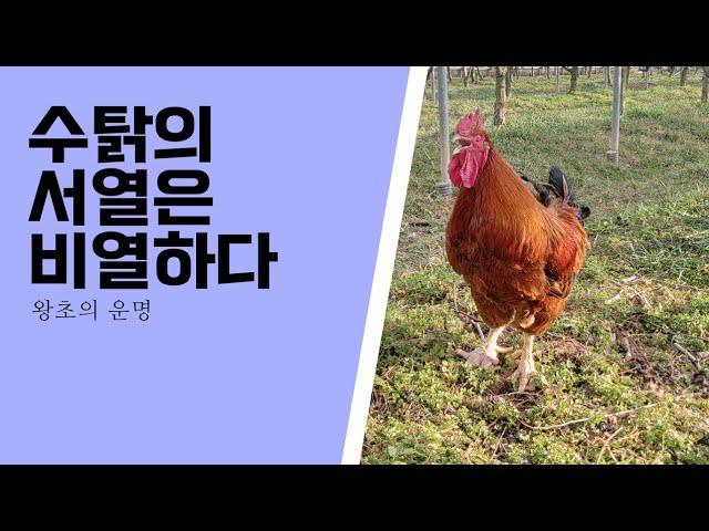 서열 경쟁에서 패한 우두머리 수탉의 운명은 비정하다(The Cruel Fate of the King #Rooster)