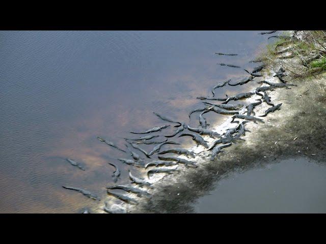 Flying my Air Cam over the deep hole at Myaka State Park to check out the Aligators