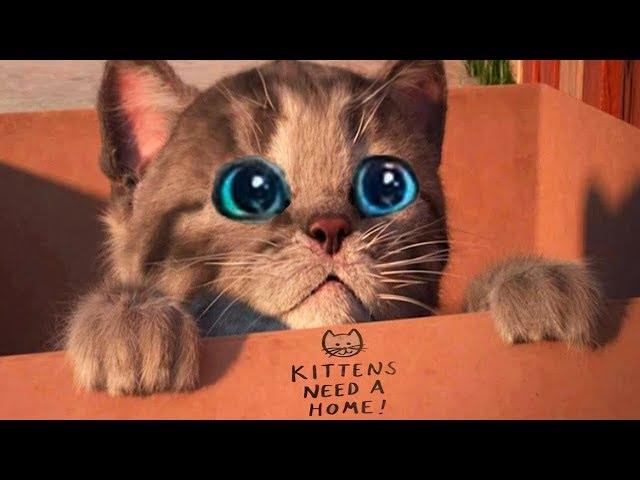 Little Kitten My Favorite Cat - Play Fun Pet Care Kids Game - Fun Games For Kids & Children