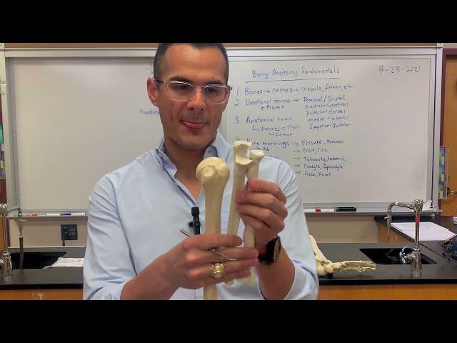 Appendicular skeleton: bony landmarks of upper and lower extremity