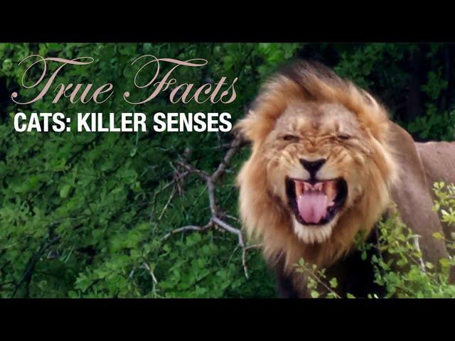 True Facts: Cats' Killer Senses