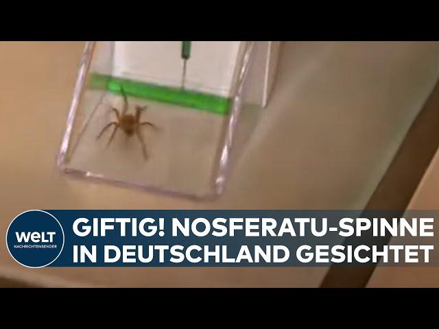 BEREITS IN BERLIN GESICHTET: Vorsicht, giftig! Nosferatu-Spinne breitet sich in Deutschland aus