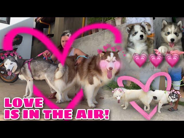 Valentines Dat Well Spent! | THE LOVERS! | NEW PUPPIES? | Husky Pack TV