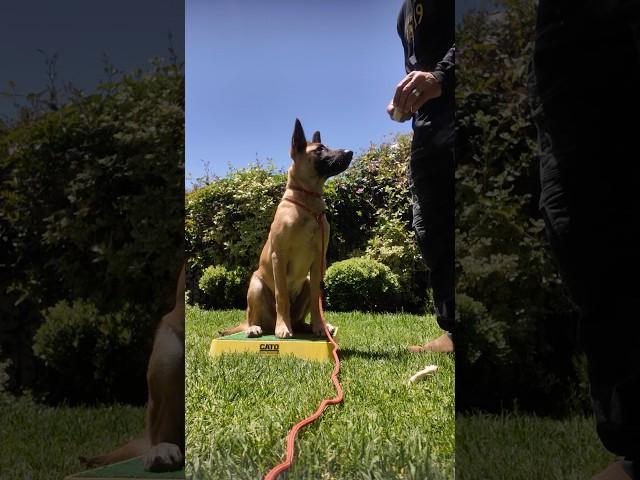 5 Month old Malinois Puppy Challenge- will he do it? #shorts #malinois #puppy #puppytraining