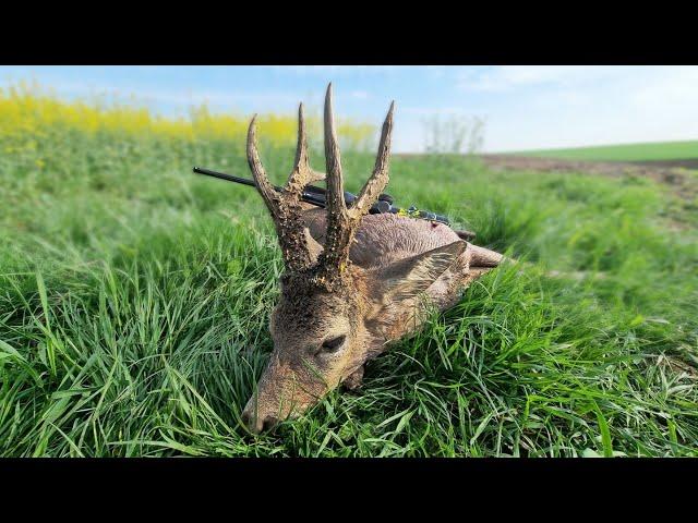 Medal Class Roebuck Hunting Romania- Jagd für grosse und abnorme Böcke Rumänien