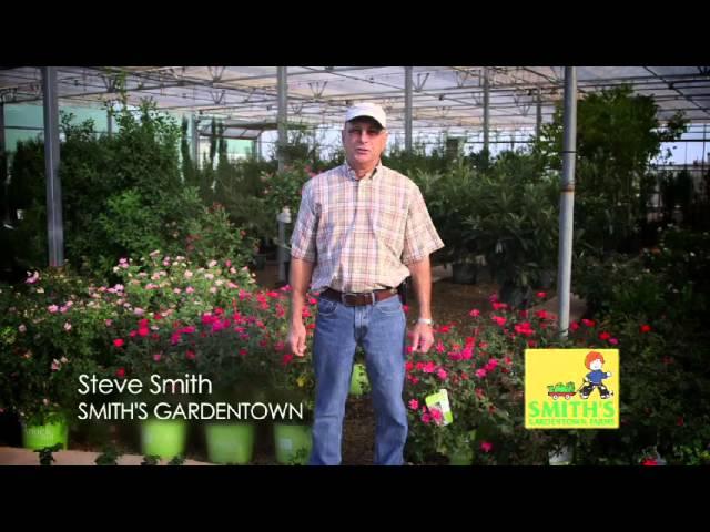 Huge Selection of Trees and Shrubs at Smith's Gardentown!