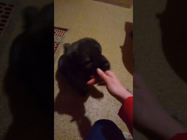 Little Mr Pasha