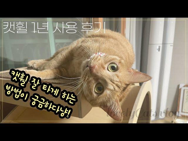 캣휠 사야할까? 고양이 캣휠 잘 타게 하는 방법! 냥이가 캣휠을 탈까 걱정이라면!